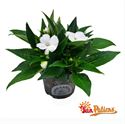 Bild von Impatiens Sun Patiens P13 White